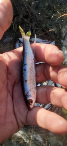 オイカワの釣果