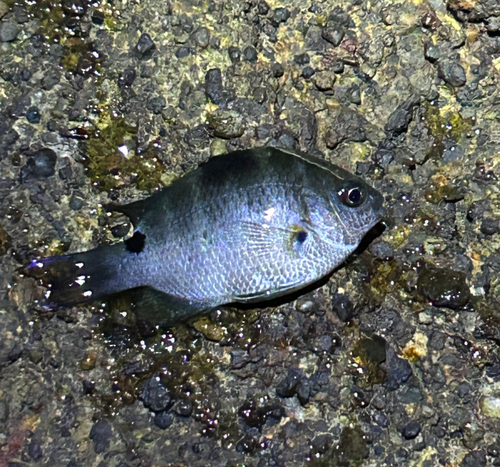 シマスズメダイの釣果