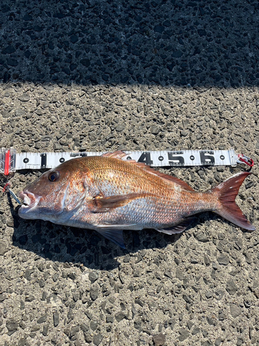 マダイの釣果