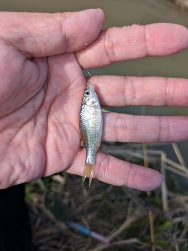 ヤリタナゴの釣果