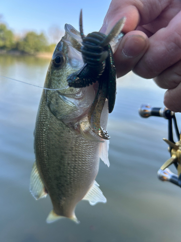 ラージマウスバスの釣果