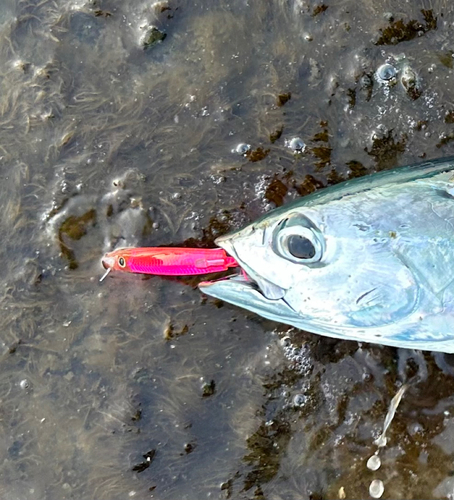 ソウダガツオの釣果