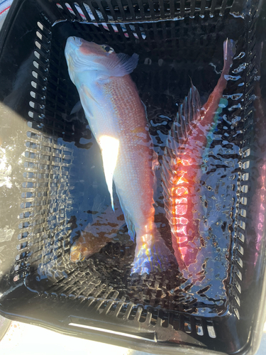 アマダイの釣果