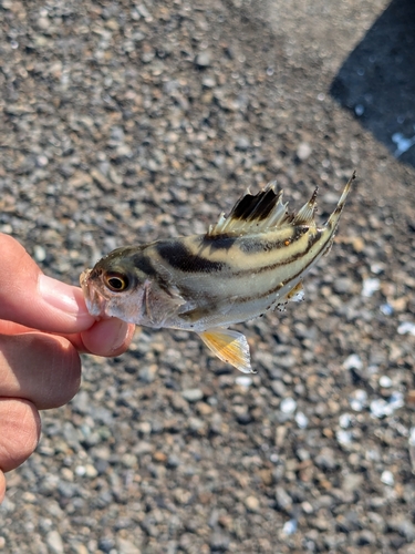 コトヒキの釣果