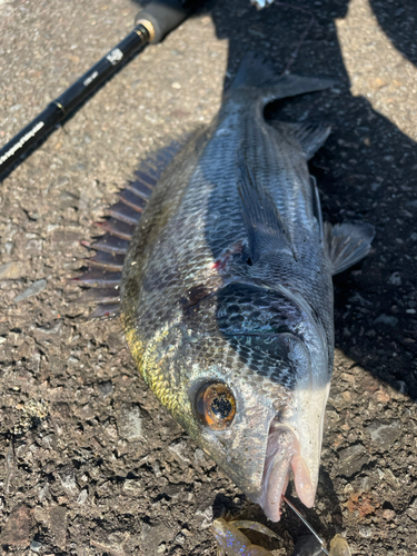 チヌの釣果