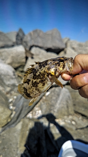 タケノコメバルの釣果