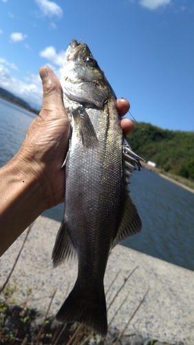 セイゴ（マルスズキ）の釣果