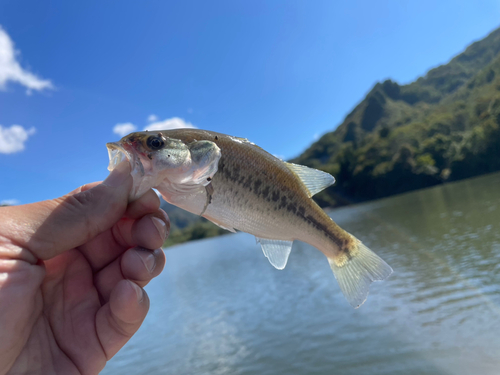 ラージマウスバスの釣果