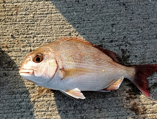 コダイの釣果