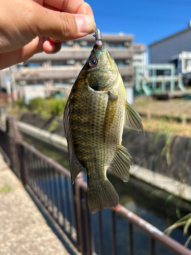 ティラピアの釣果