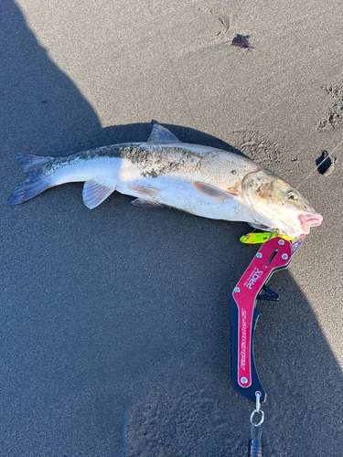 ウグイの釣果