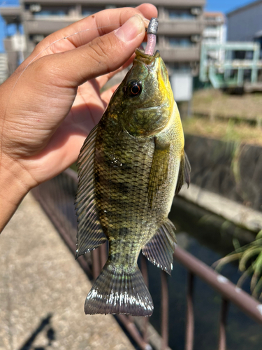 ティラピアの釣果