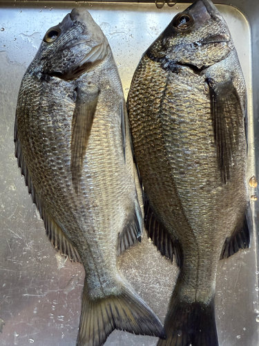 クロダイの釣果