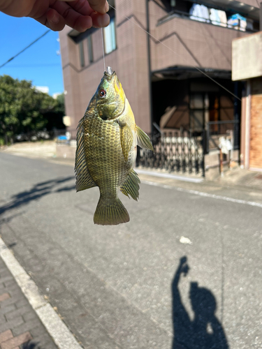 ティラピアの釣果