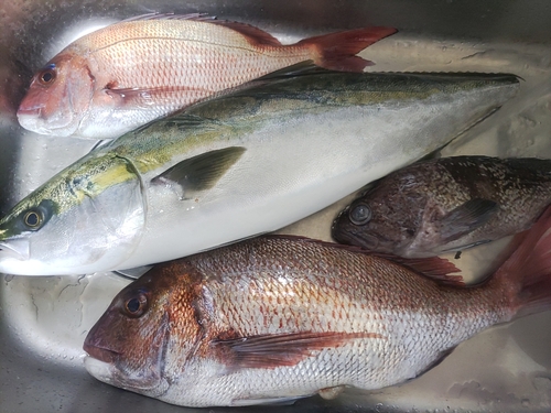 マダイの釣果