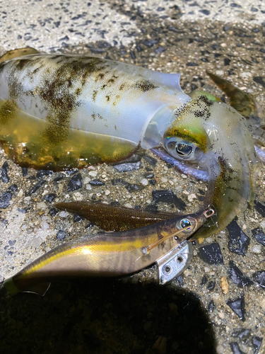 アオリイカの釣果