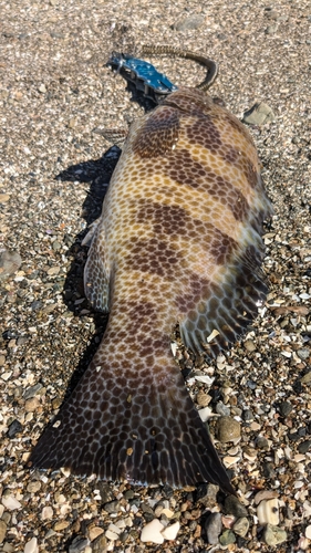 オオモンハタの釣果