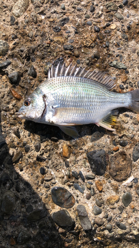 キビレの釣果