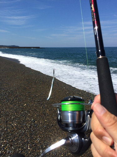 ダツの釣果