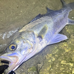 スズキの釣果