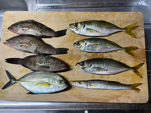 アジの釣果