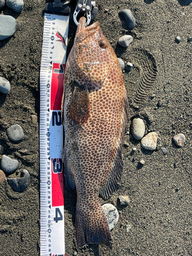 オオモンハタの釣果