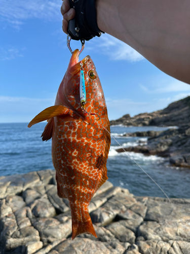 アコウの釣果