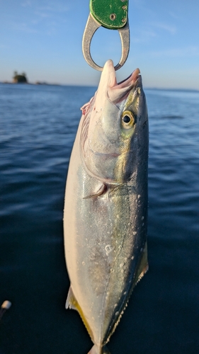 ヤズの釣果