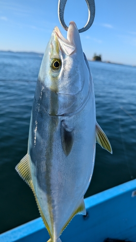 ヤズの釣果