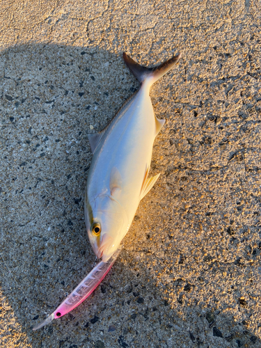 ネリゴの釣果