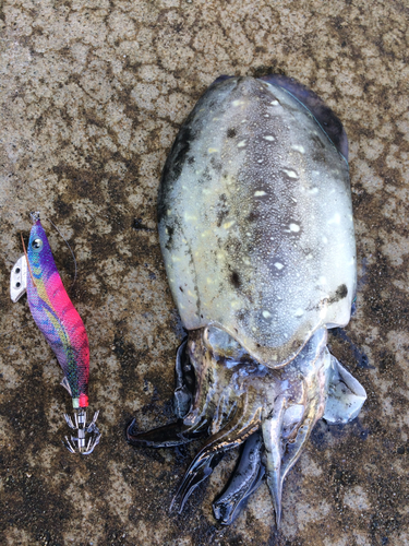 モンゴウイカの釣果