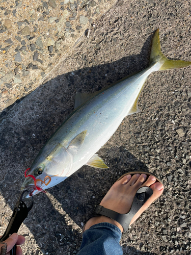 ヤズの釣果