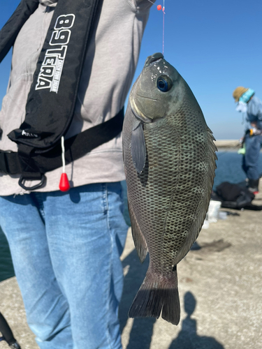 グレの釣果