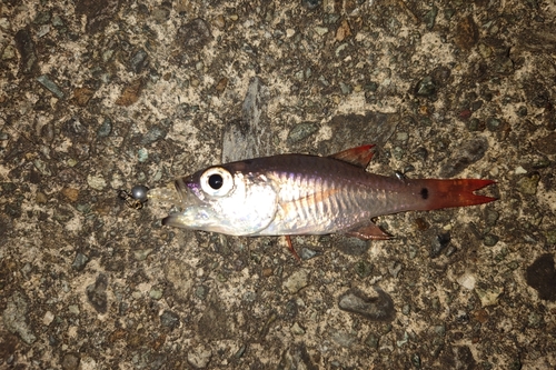 ネンブツダイの釣果