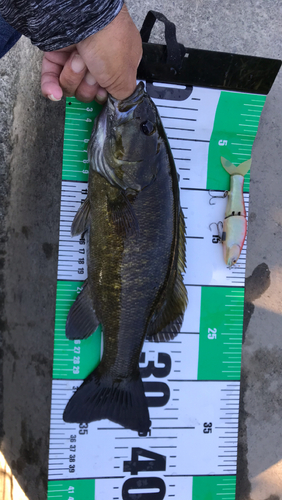 スモールマウスバスの釣果