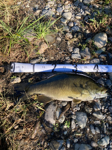 スモールマウスバスの釣果