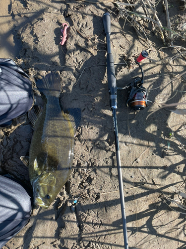 スモールマウスバスの釣果