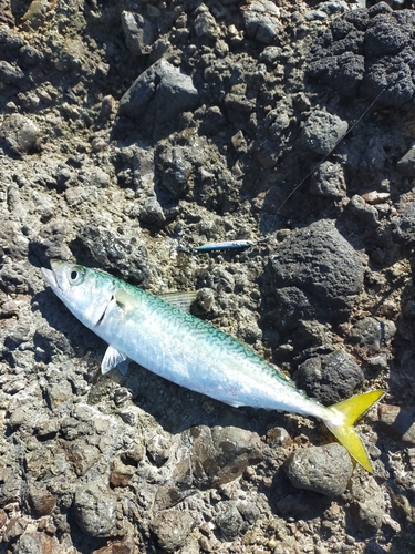 サバの釣果