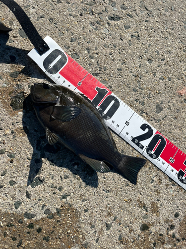 グレの釣果