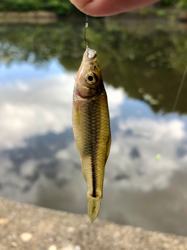 クチボソの釣果