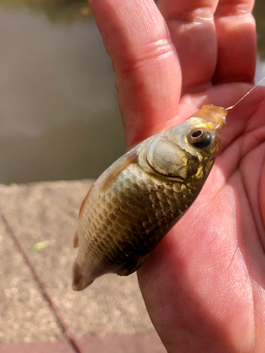 フナの釣果