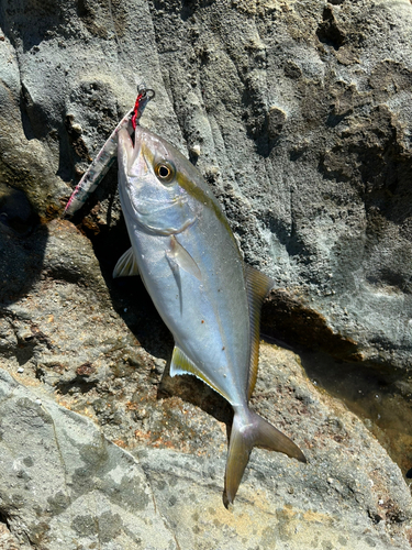 アカビラの釣果