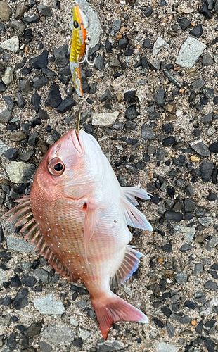 マダイの釣果