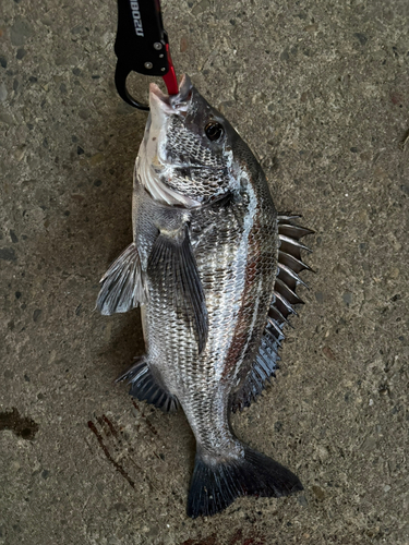 チヌの釣果