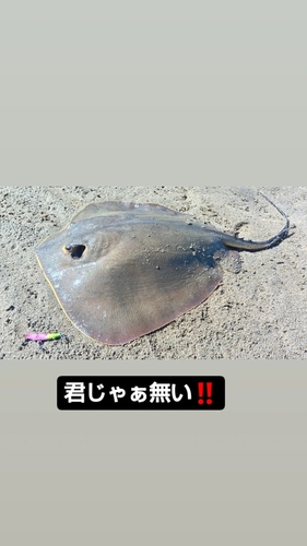 エイの釣果