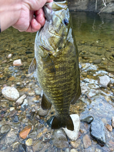 スモールマウスバスの釣果