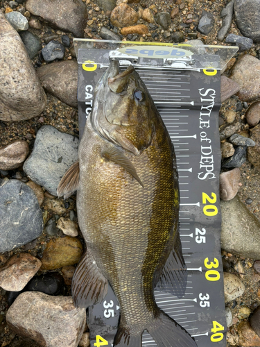 スモールマウスバスの釣果