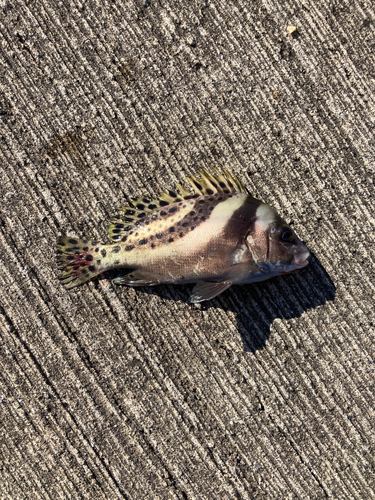 コショウダイの釣果