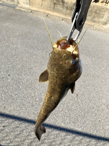 マナマズの釣果