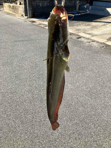 マナマズの釣果